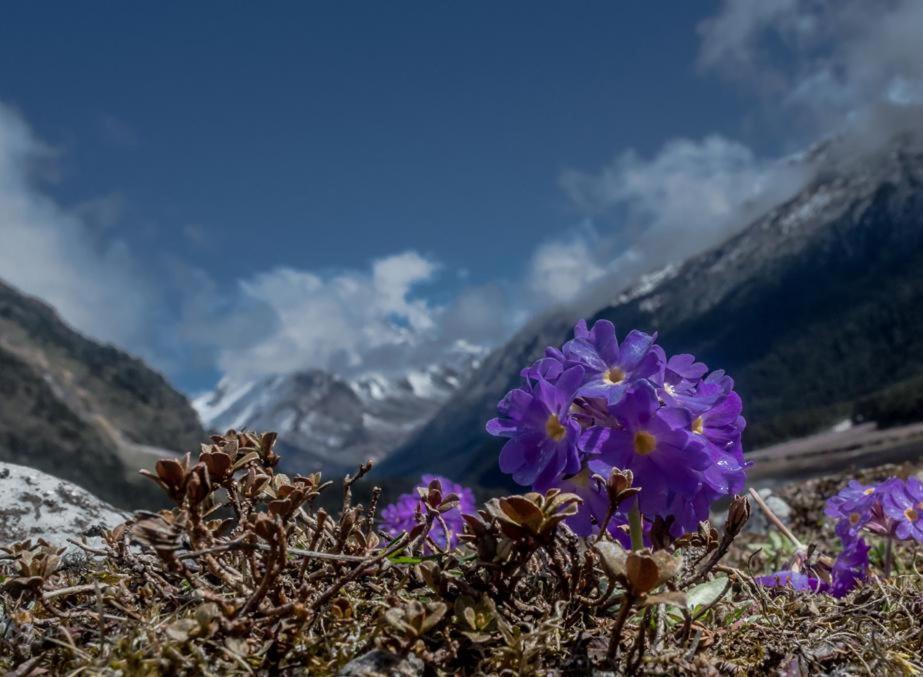 Snow White Retreat Hotel And Restaurant Gangtok Luaran gambar